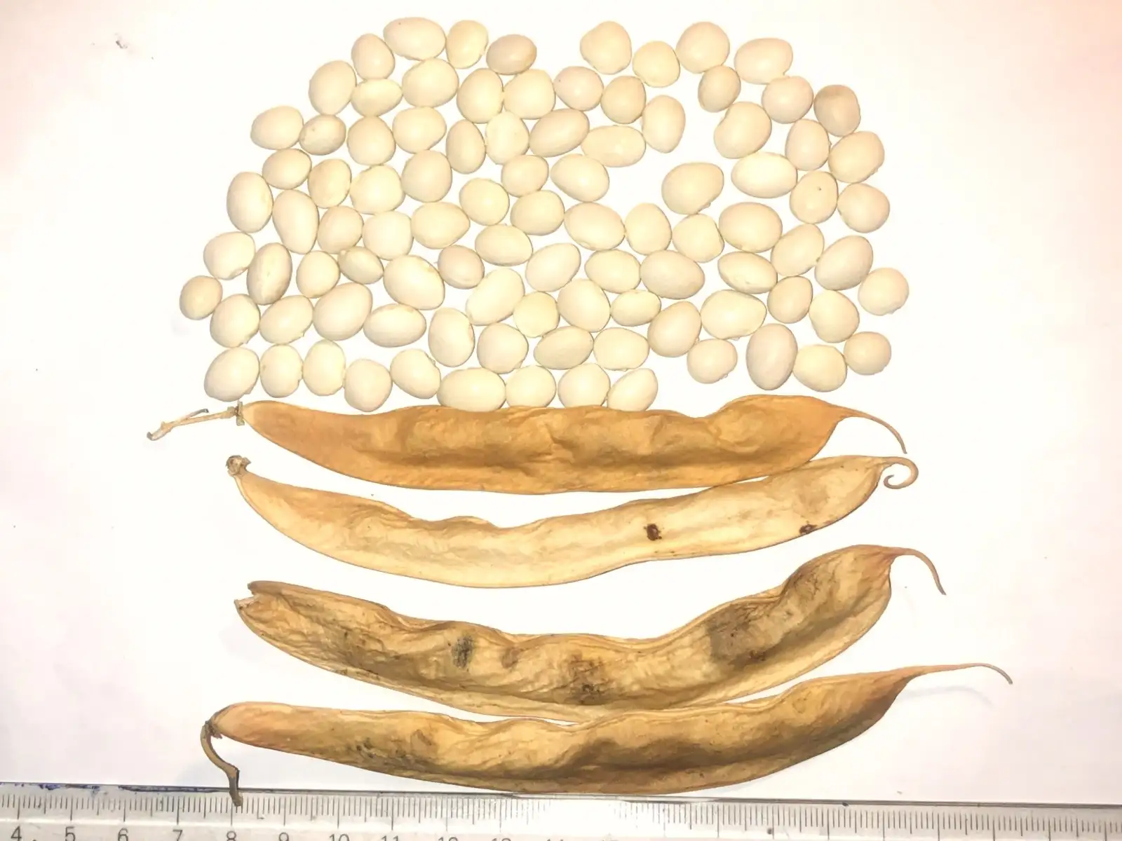 Bohnen: Del Confit del Puig de La Bauma