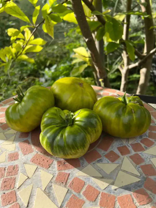 Tomaten: Del Nerpio Verde