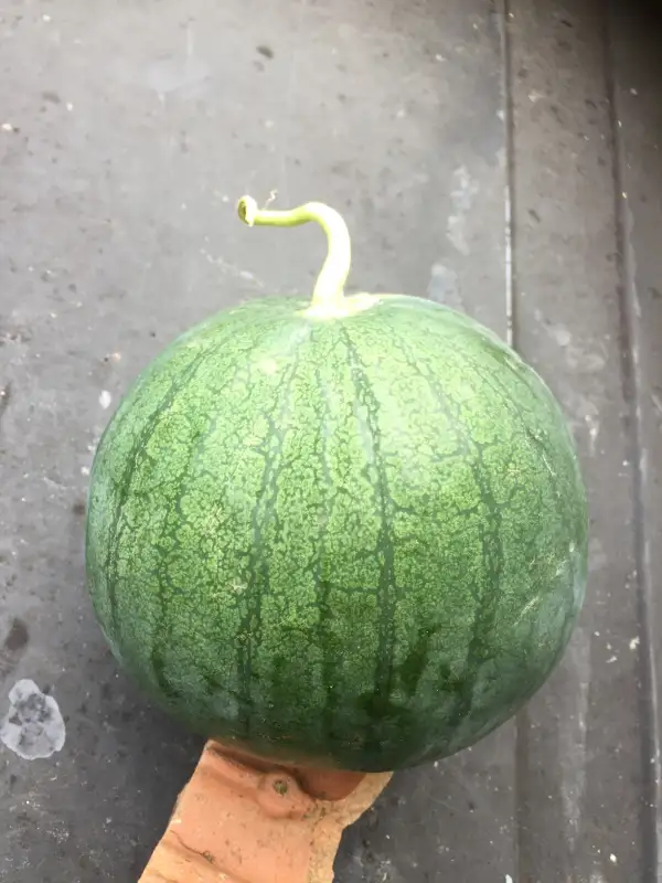 Obst: Del País de Cabrianes / Wassermelone