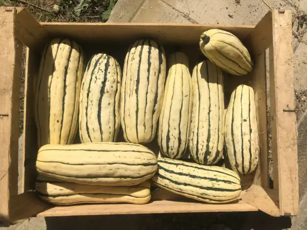 Kürbisse: Delicata JS