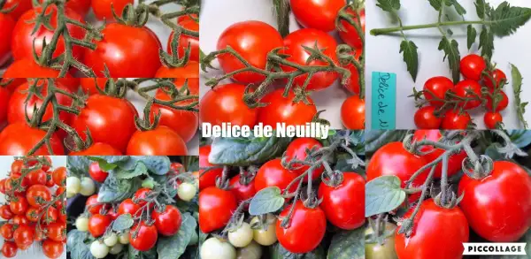 Tomaten: Delice de Neuilly - Zwergtomate