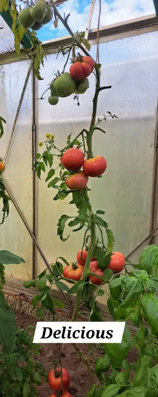Tomaten: Delicious