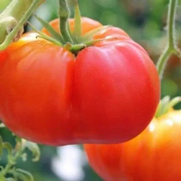 Tomaten: Delicious