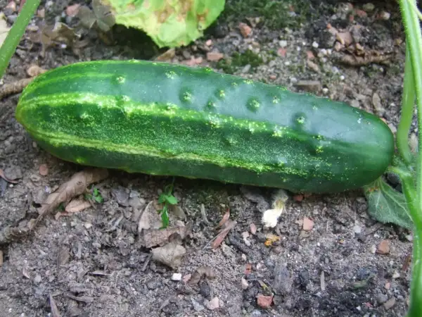 Gurken: Delicius