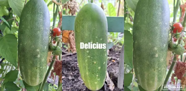 Gurken: Delicius