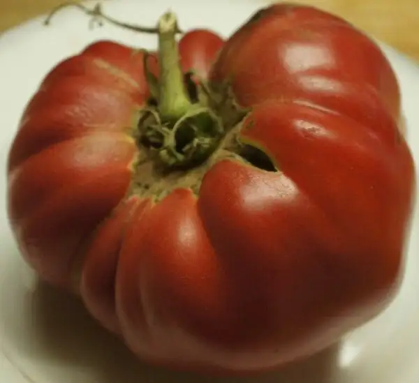Tomaten: Delightful Hoy