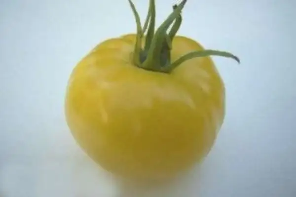 Tomaten: Delikatess Gelb