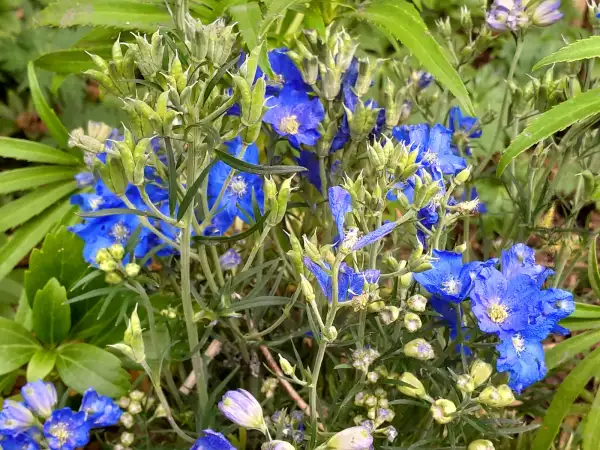 Stauden / Gehölz: Delphinium grandifl.