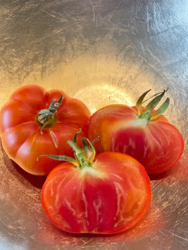 Tomaten: Delta Dawn