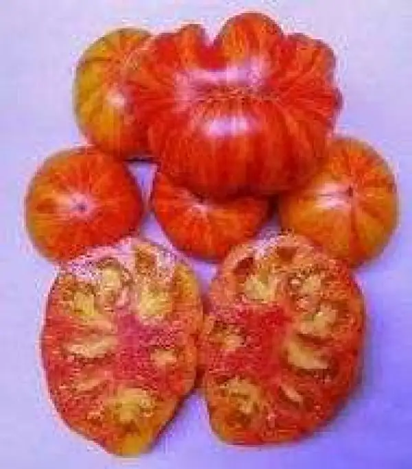 Tomaten: Delta Diver Red