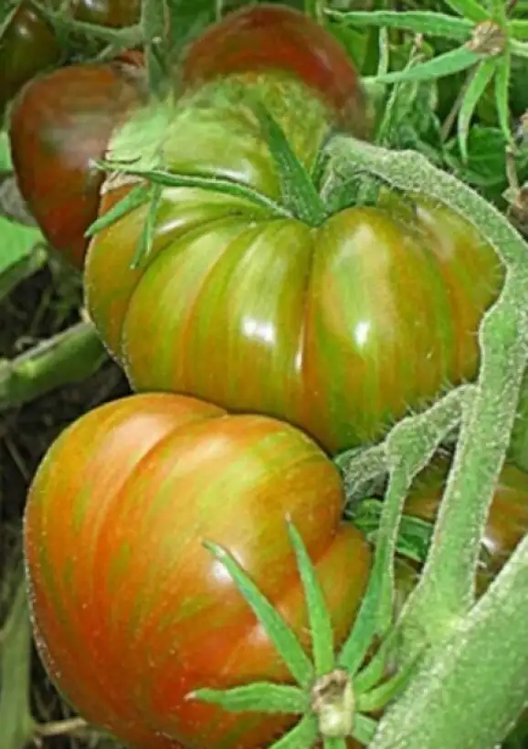 Tomaten: Delta Diver Red