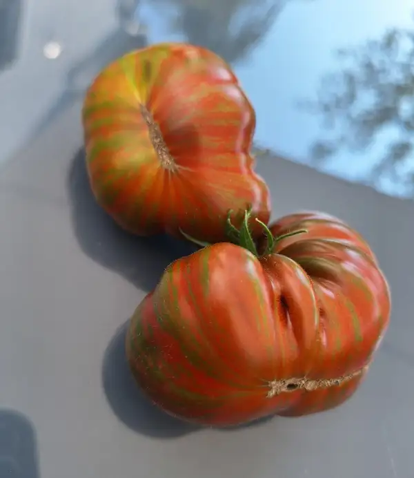 Tomaten: Delta Diver Red