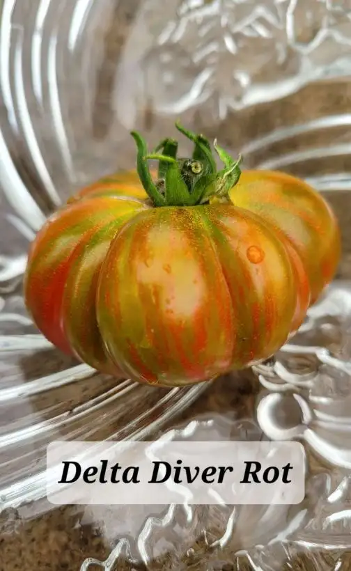 Tomaten: Delta Diver Red