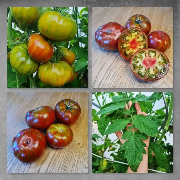 Tomaten: Delta Diver Red