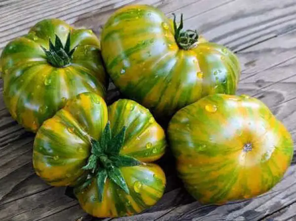 Tomaten: Delta Moss