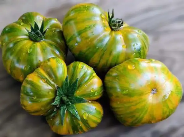 Tomaten: Delta Moss