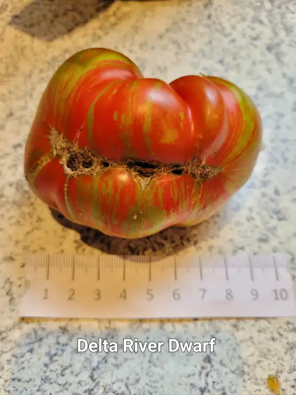 Tomaten: Delta River Red Dwarf