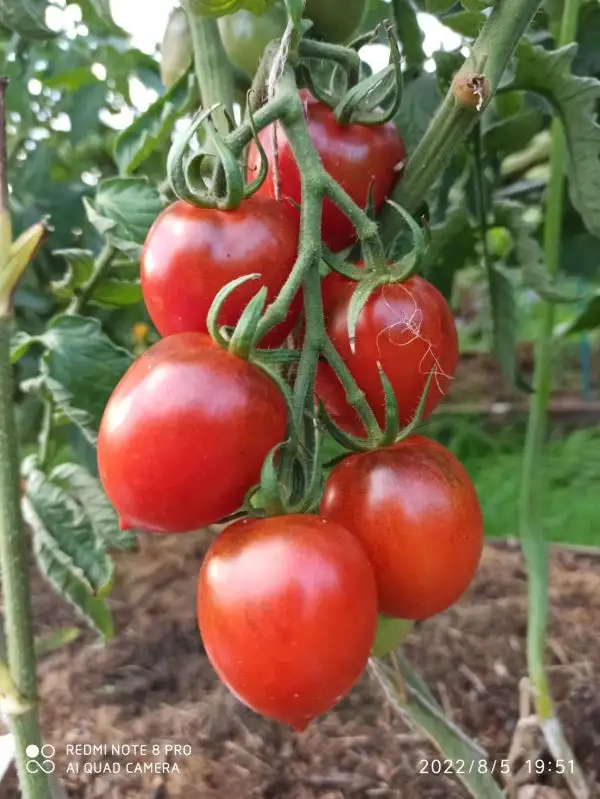 Tomaten: Dem barao schwarz