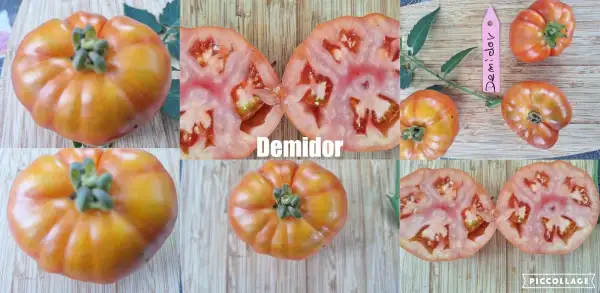 Tomaten: Demidor - Zwergtomate