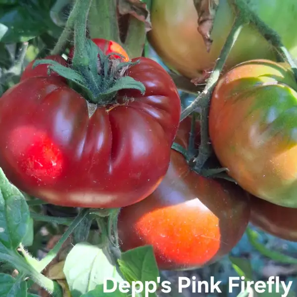 Tomaten: Depp