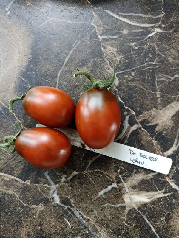 Tomaten: Der Barao schwarz