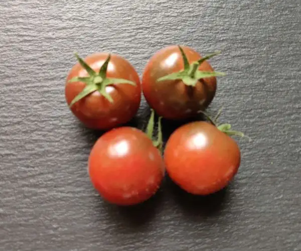 Tomaten: Der kleine Doctor