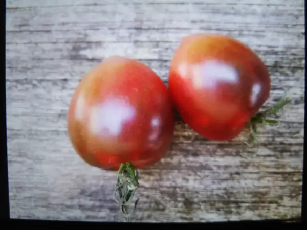 Tomaten: Der kleine Doctor