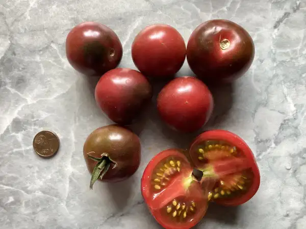 Tomaten: Der kleine Doktor