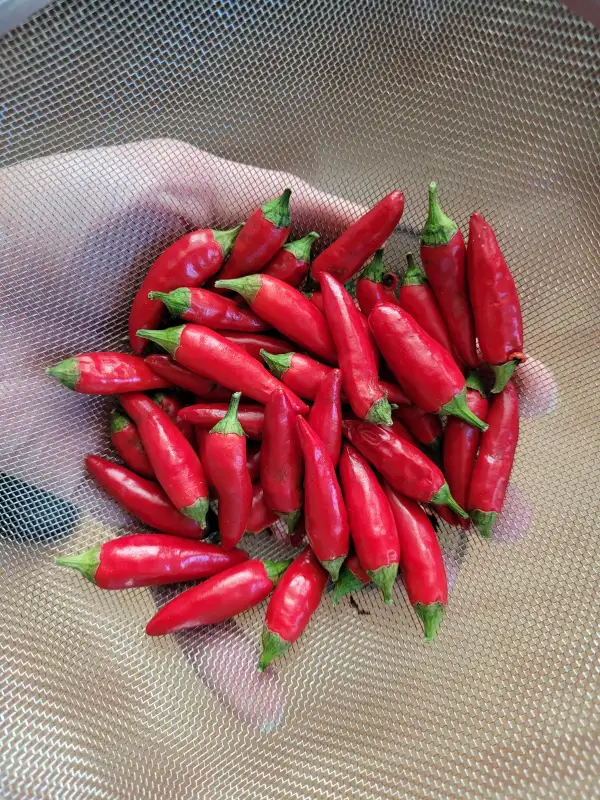 Chili / Paprika: Der Sauscharfe