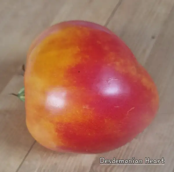 Tomaten: Desdemonian Heart