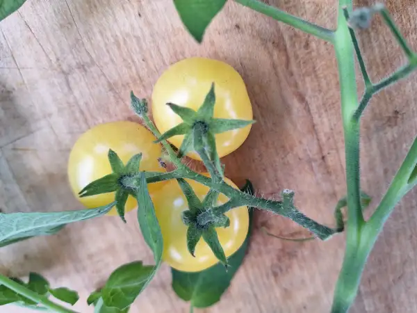 Tomaten: Desert Star