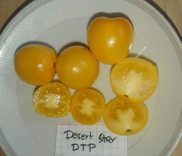 Tomaten: Desert Star DTP