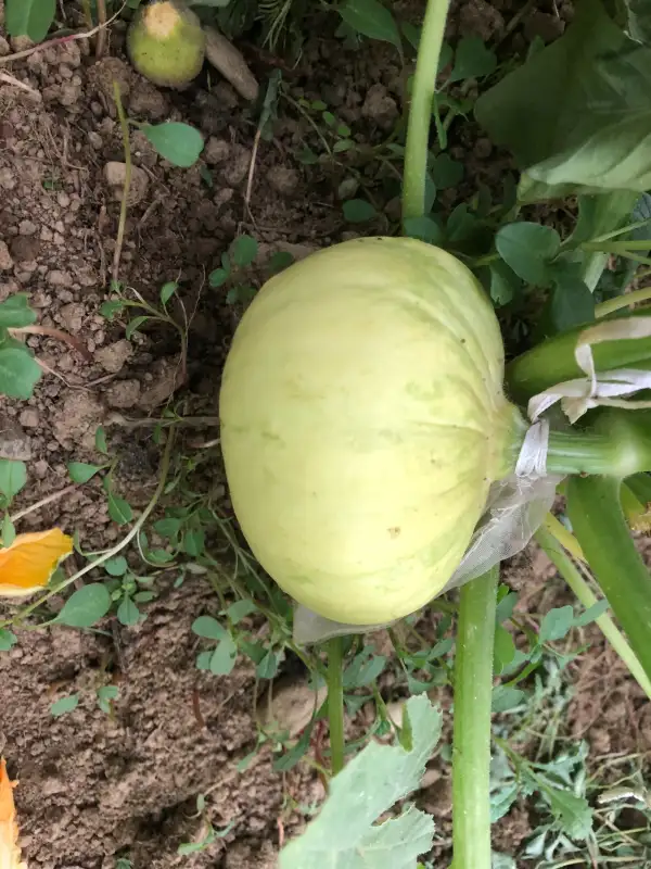 andere Gemüse: Desi zucchini