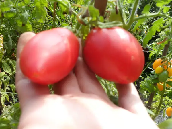 Tomaten: Desparado ( Kat# 2903 )