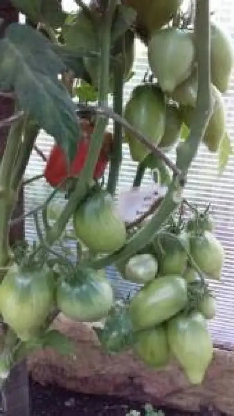 Tomaten: Desperado