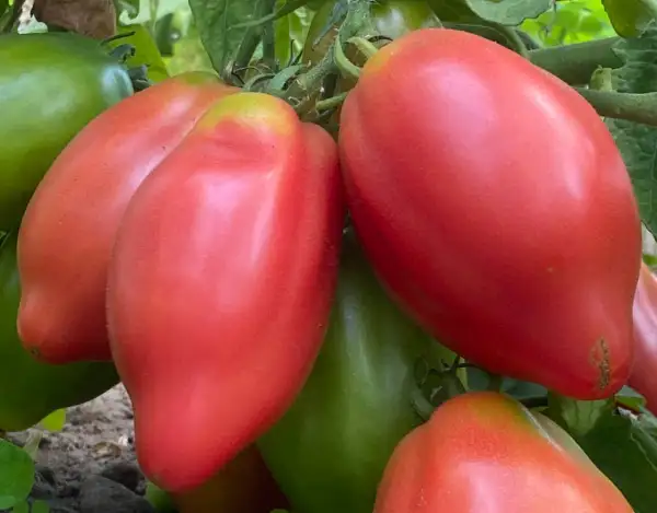 Tomaten: Desperado