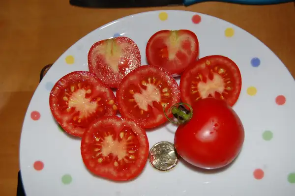 Tomaten: Deutsche Fleißtomate