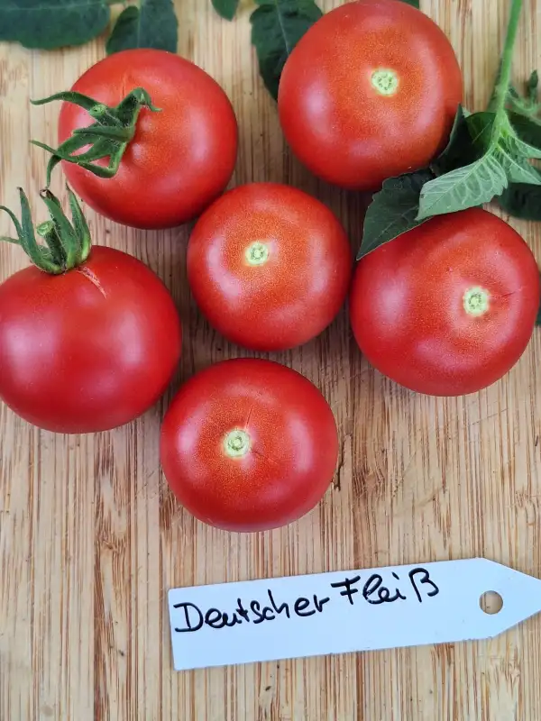 Tomaten: Deutscher Fleiß - robust