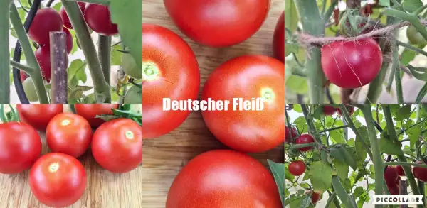 Tomaten: Deutscher Fleiß - robust