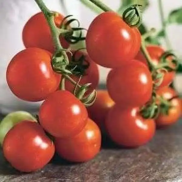 Tomaten: Deutscher Fleiß