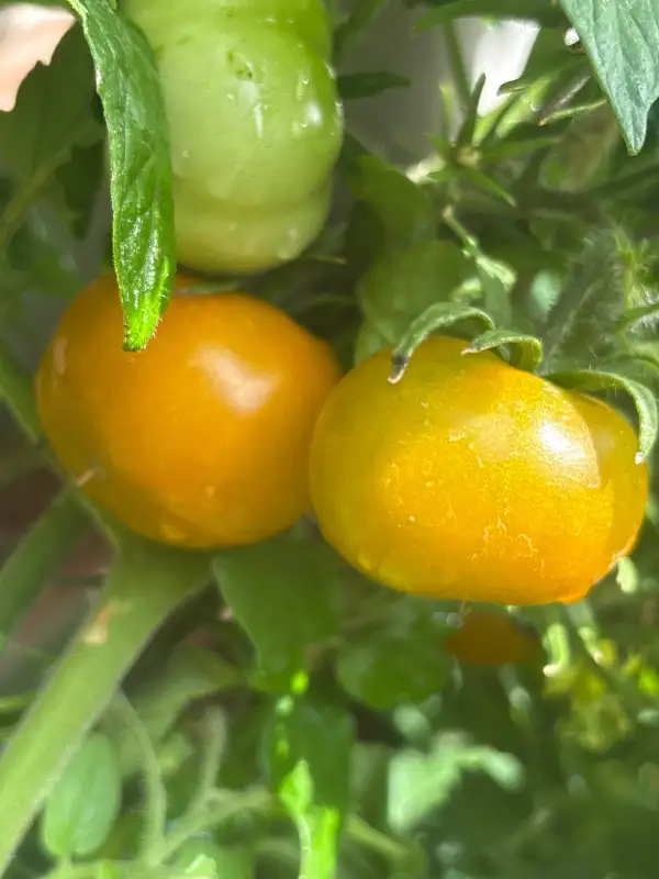 Tomaten: Devils Garden