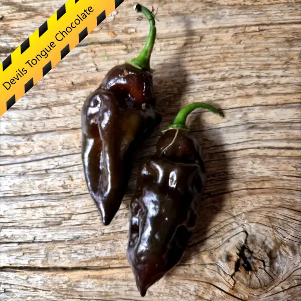 Chili: Devils Tongue Chocolate