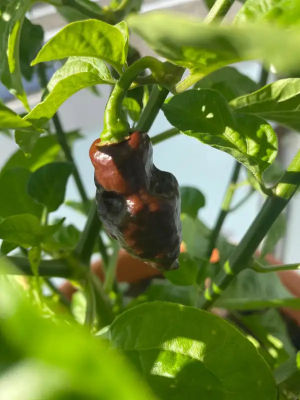 Chili: Devils tongue chokolate