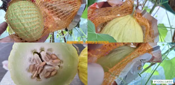 Melonen: Di Cosenza Giallo