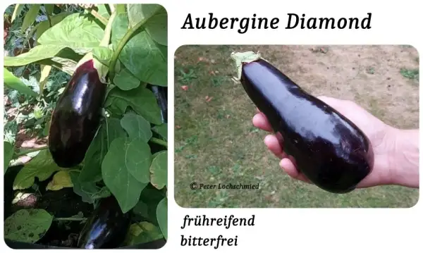 Auberginen: Diamond