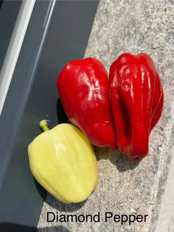 Chili / Paprika: Diamond Pepper