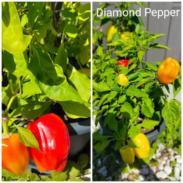 Chili / Paprika: Diamond Pepper Paprika