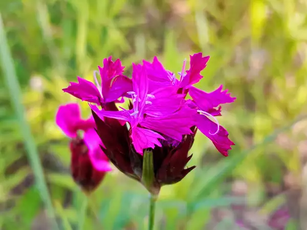 Stauden / Gehölz: Dianthus carthusianorum - Karthäu-ser-Nelke - Carthusian pink