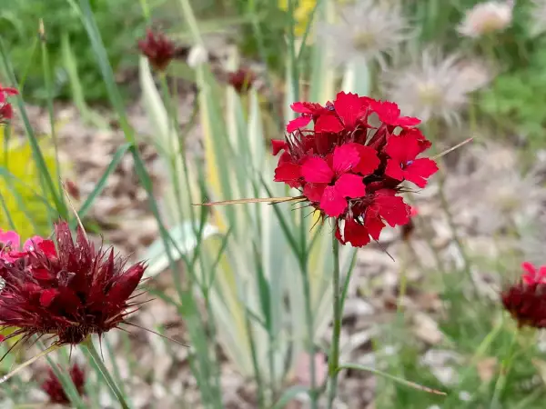 Stauden / Gehölz: Dianthus cruentus ‣ ‣ ‣Blutnelke ‣ ‣ ‣ Blood Pink