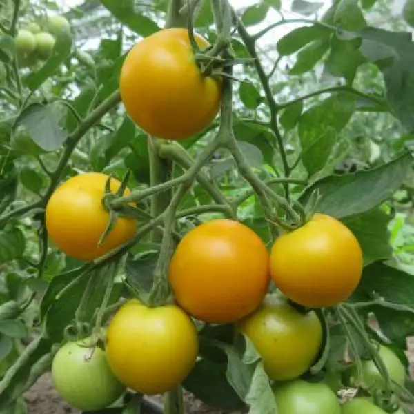 Tomaten: Diaspiro da Maia